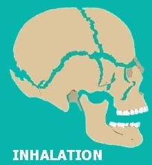 Click Here to See Side of Skull